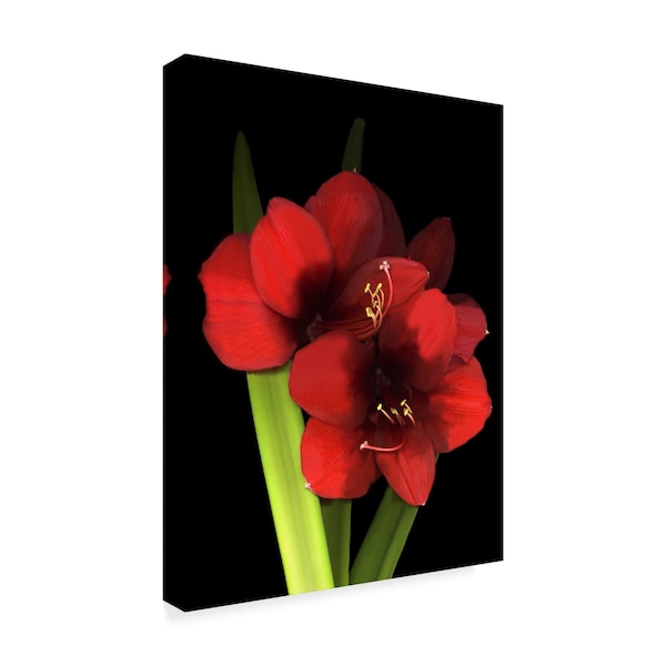 Susan S. Barmon 'Red Lion Amaryllis 1' Canvas Art,35x47